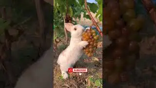 Cute Rabbit Eating Grapes #shortsvideo #shorts #rabbit #animallover