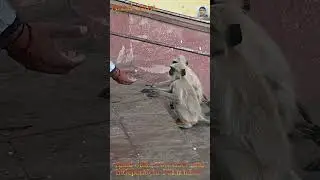 monkey funny video, man try to catch monkey hand while giving him food #bandar #monkey #monkeyvideo