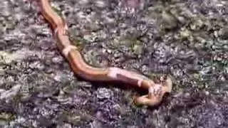 Land Planarian of Borneo  プラナリア Ƣݔҩᾫ٨ӷ quaoar