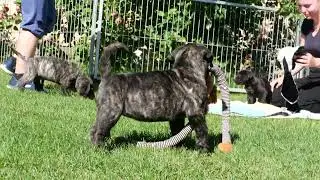 5 Wochen alte Presa Canario Welpen von Uganda.