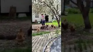 Maria Nuka pentu ja kanat, Koirakoulu Homeetta