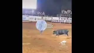 DON'T MESS WITH THE BULL!
