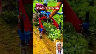 Peanut Farming #agriculture #farming #shortsviral #shorts #shortsyoutube #shortsvideo #shortsfeed