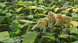 Good job Rainbow dare protect all small monkey in team Sovana from some monkey Amber