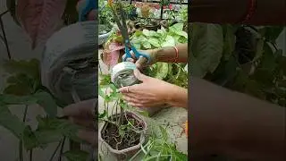 gardening tips#syngonium plant#gardening ideas#tips#syngonium Tower#gardenandgardening