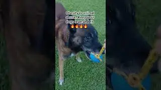 Obesity is animal abuse. Keep your dogs LEAN & FIT 🔥 #malinois #dog