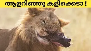 തെറ്റായ എതിരാളികളുമായി ഏറ്റുമുട്ടിയ മൃഗങ്ങൾ 😳 | Animals Messed With The Wrong Opponents