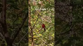 Cute tiny red bird #shorts