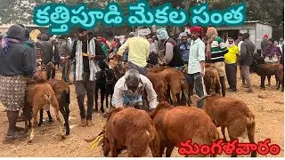 కత్తిపూడి మేకల మార్కెట్ #kathipudi goat & sheep market #goat #cow #market #sheep #best #mp 