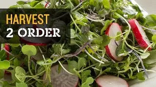 💛Slaatje van de toekomst? 🥗Here come the Microgreens! BE NY Minute