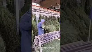 The process of harvesting and processing herbs
