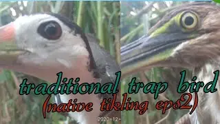TRADITIONAL TRAP BIRD NATIVE TIKLING EASY CATCH BIRD(esp#2)
