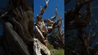 Mind Blowing Nature Facts You Didn't Know