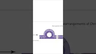 chromosomal  Inversion| Types pericentric inversion paracentric inversion