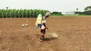 Blackgram LBG-884 // Weed Control Spraying #farming #agriculture #video #viral #trending #shortvideo