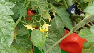 Terrace Gardening Secrets: How I Grow 100+ Tomatoes from One Fruit