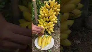 Pisang Ulin #pisangulin