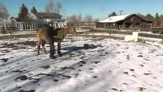 Molly the Mule - Picking up the Feet