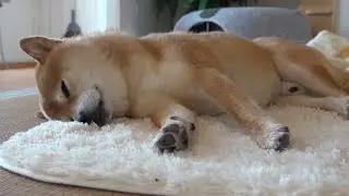 熟睡する柴犬ハチ‥しかし数分前少し怖いことがあったようです。