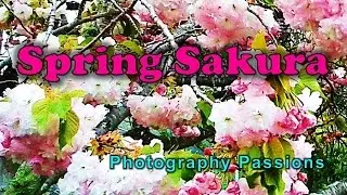 SAKURA SPRING: Float Among Pink Cherry Blossoms - 9 Minutes Healing Relaxing Zen Music