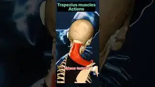 Trapezius muscle #youtubeshorts #viral #shortsvideo #youtube #viralvideo #facts #muscle #action