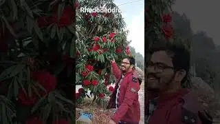 Rhododendron flowers in Sikkim | #rhododendron #sikkim #flowers #shorts #ytshorts