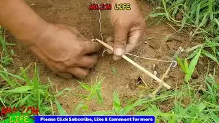 Creative Wild Bird Trap Using Dead fall Trap & Bird Nest | Creative DIY Bird Trap make from Net