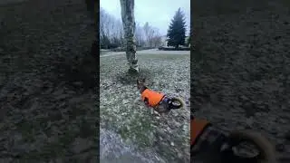 Бежим встречать маму🥰 #лакки #спешит#встречает#друзья#