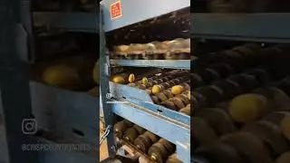 Potato cutting machine