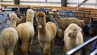 Hundreds of alpacas gathered for showcase in Centre Hall, Pa.