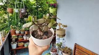 Para Ağacımı Büyük Saksıya Geçiriyorum ( Crassula Ovata