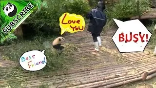 The most needy panda rolling around to get noticed