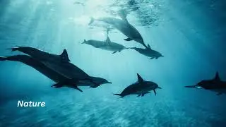 Nature #ecology #nature #ocean #ambient #calm #relaxing #atmosphere #documentary