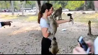 A group of monkeys play with a beautiful woman​ so happy