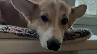Corgi comfortably escapes from the robot vacuum