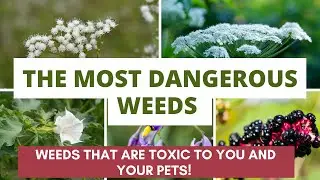 The MOST DANGEROUS Weeds: Weeds that are Toxic to You and your Pets!
