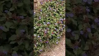 Beautiful hawk moth attack 💓 #attack #animal #hawk_moth #nature #smile #happy #flower #butterfly