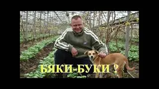 Новые БЯКИ-БУКИ. То, что вам рассказывают - это на фоне личной неприязни😁