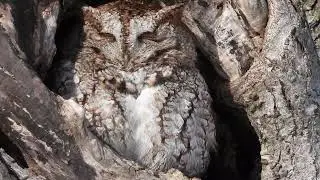 Petit-duc macul&eacute; - Eastern screech-owl - Megascops asio