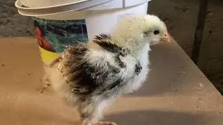 TUTO : Sexer des poussins perdrix et froment dès la naissance !