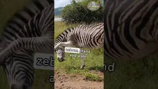 Our Mysterious Friend, the Zebra #children #zebra #animals
