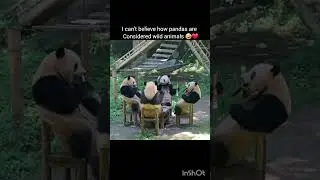 who loves panda 🐼 🥰😍 #viral #funny #aestheic #trending #comedy #like #lucky #pandas #new #fypシ゚viral