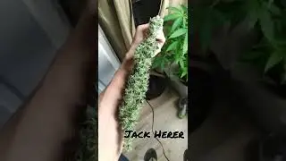 My Jack Herer plant