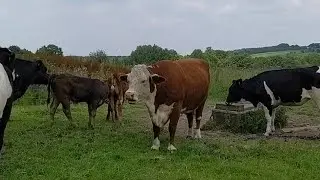 Countryside Life