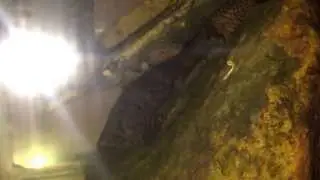 Fish Collecting Prionobutis Microps Fish Master Marvelous (Facebook)