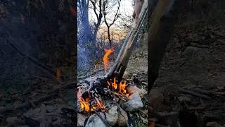 survival lifehacks:Making a medieval torch with pine, #lifehacks #forest #skills #torch #bushcraft
