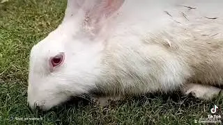 White Rabbit Red Eyes
