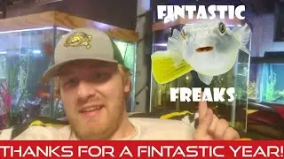 Thanks for one Fintastic year! How my fish room grew to what it is today!
