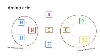 F4 Biology Nutrition (Part 1) Primary Food Substances