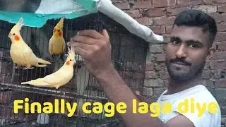 Finally cage fir se laga diye.parrots Cages change